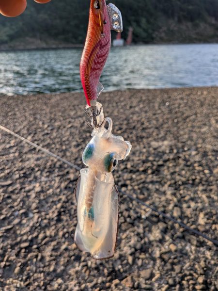 先週に引き続き新子狙い